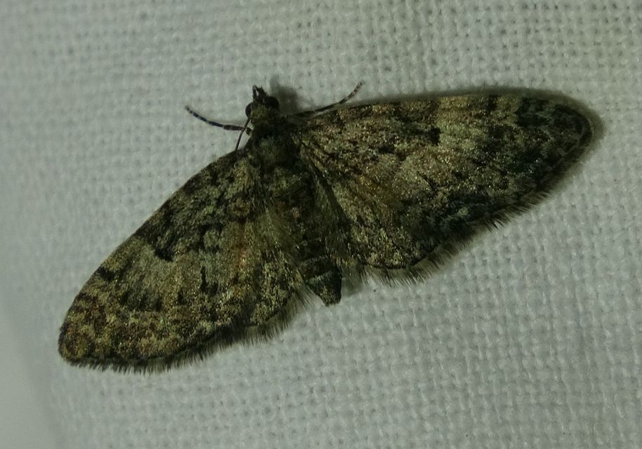 Eupithecia dodoneata - tölgy-törpearaszoló