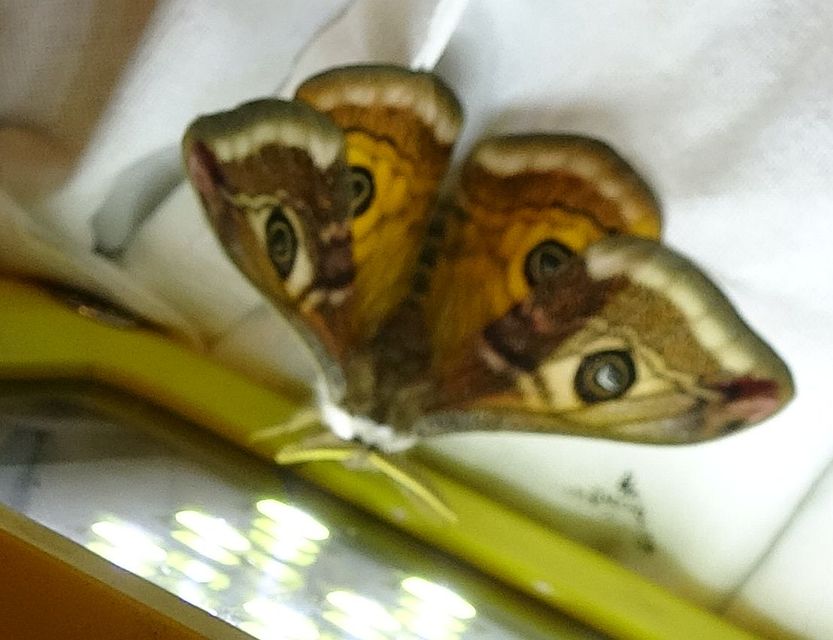 Saturnia pavoniella/pavonia