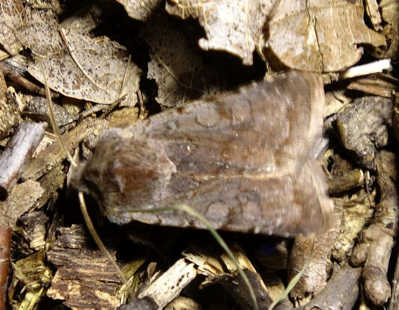 Cerastis rubricosa - vörhenyes tavaszibagoly