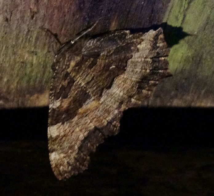 Nymphalis polychloros - nagy rókalepke