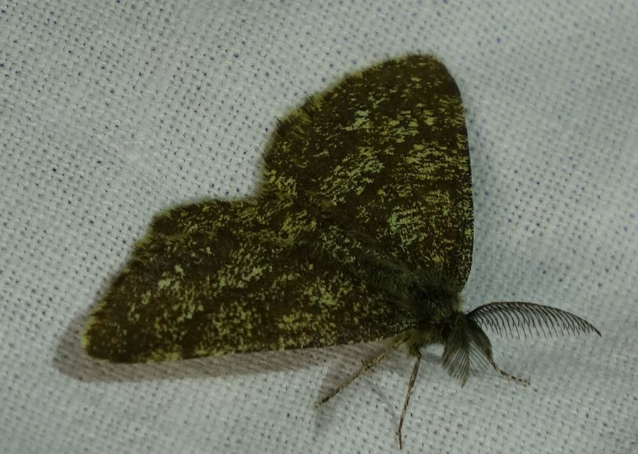 Ematurga atomaria - barna rétiaraszoló