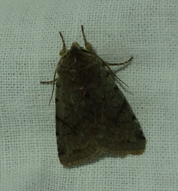 Cerastis rubricosa - vörhenyes tavaszibagoly