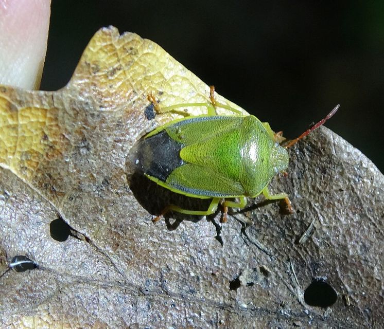Piezodorus lituratus - bíboros címerespoloska Piezodorus lituratus - bíboros címerespoloska