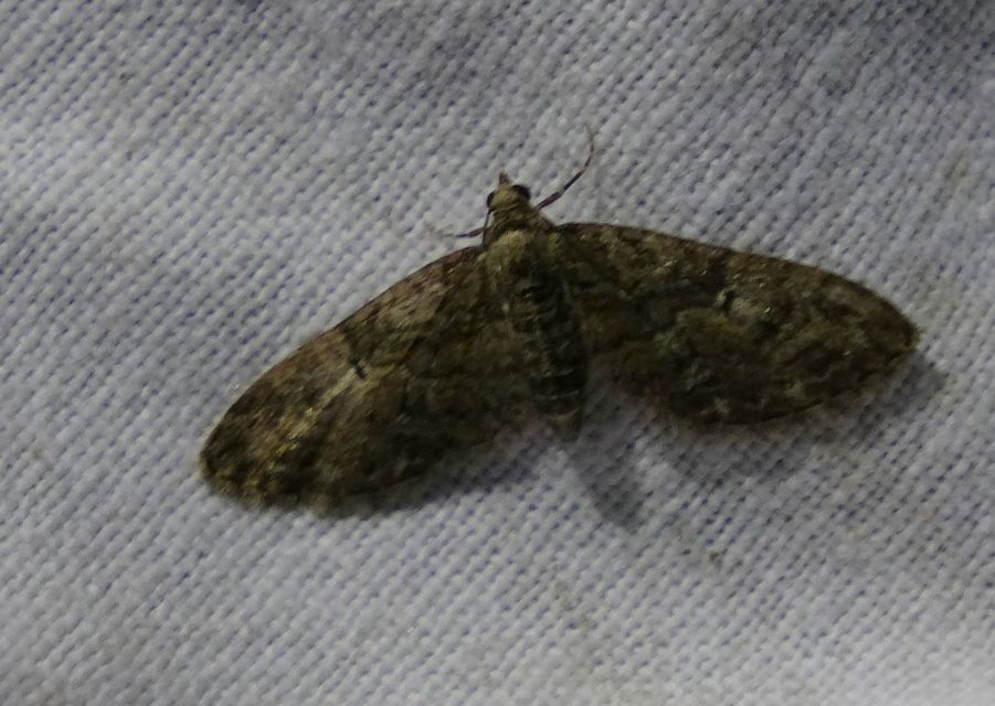 Eupithecia abbreviata - korai törpearaszoló