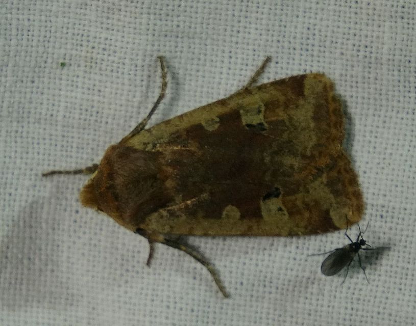 Conistra erythrocephala - vörösfejű őszibagoly