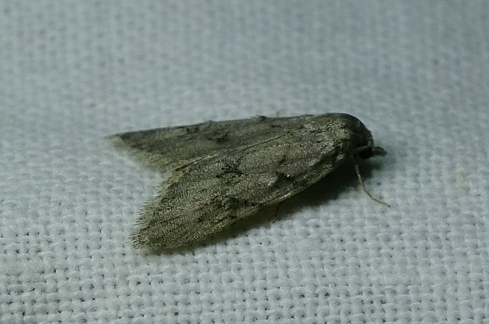 Nola cicatricalis - szürke pamacsosszövő