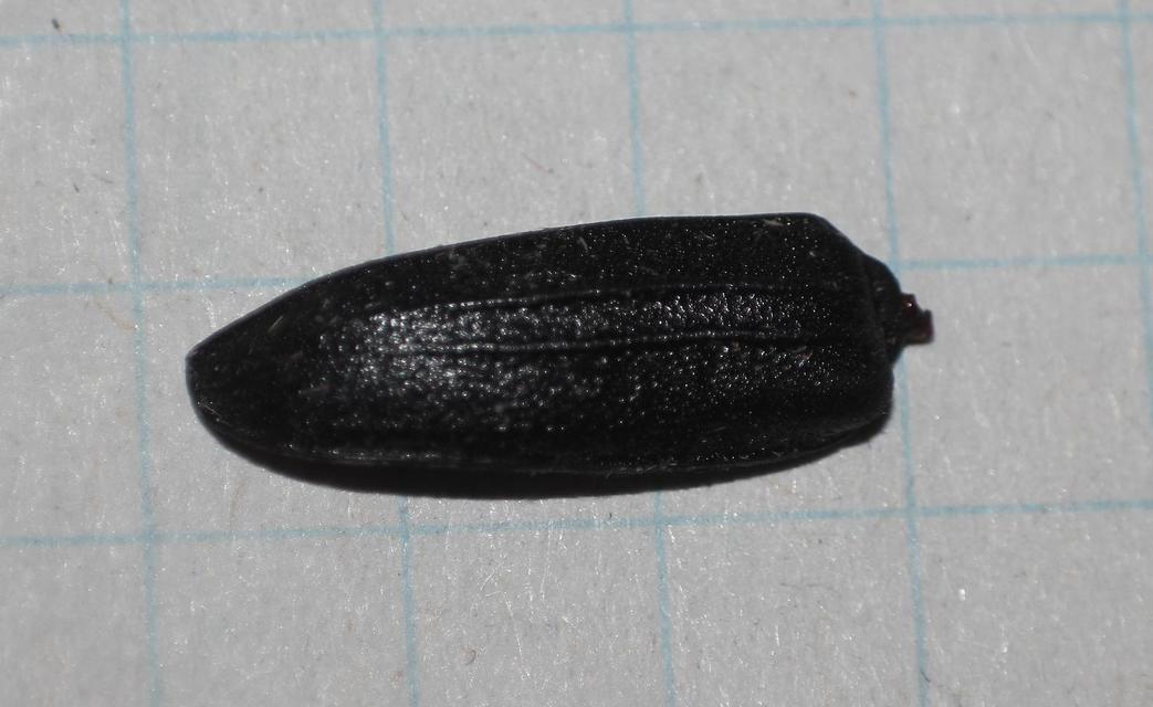 Spondylis buprestoides - erdei félcincér