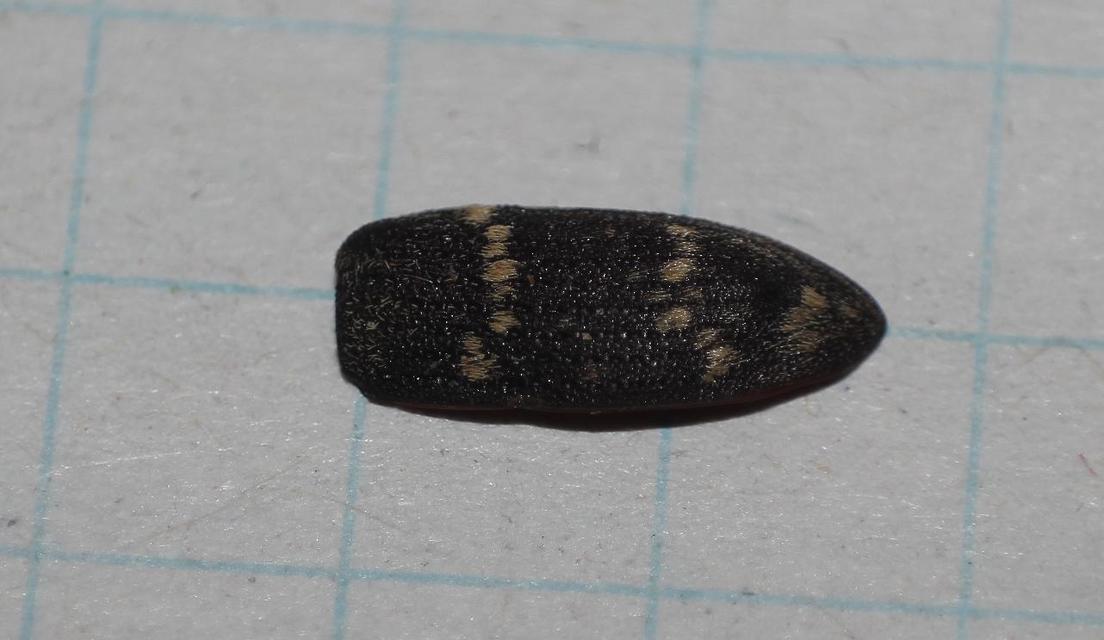 Hylobius abietis - nagy fenyvesormányos