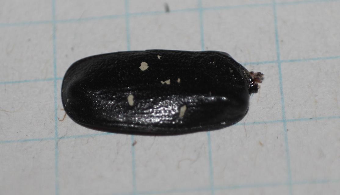 Gnorimus variabilis - nyolcpettyes virágbogár