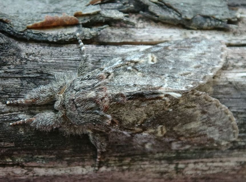 Peridea anceps - füstös púposszövő