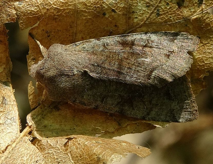 Orthosia incerta - változékony barkabagoly