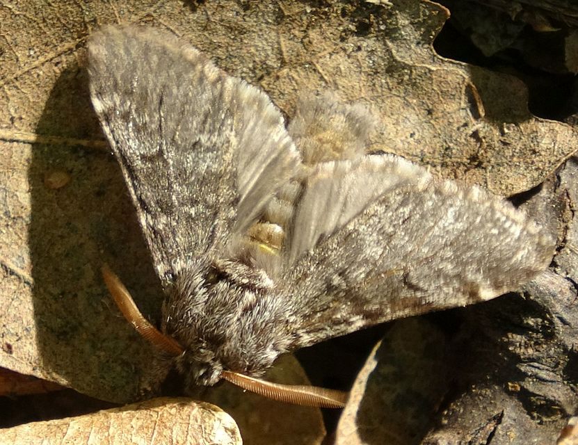 Drymonia ruficornis - cserfa-púposszövő
