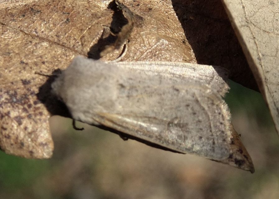 Orthosia gracilis - karcsú barkabagoly