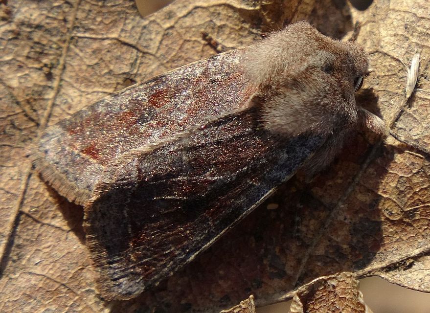 Orthosia incerta - változékony barkabagoly