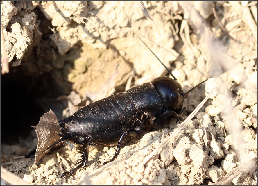 Gryllus campestris - mezei tücsök
