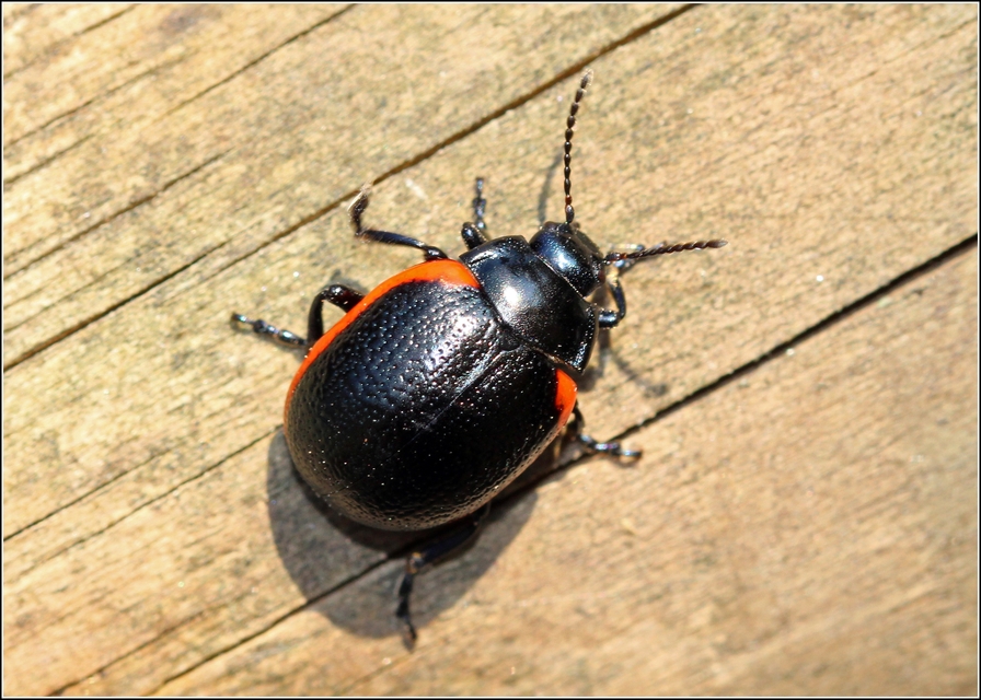 Chrysolina rossia - trapézhátú szegélyeslevelész