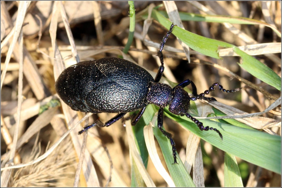 Meloe proscarabaeus - közönséges nünüke