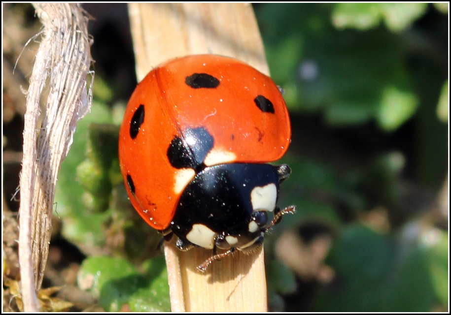 Coccinella septempunctata - hétpettyes katica