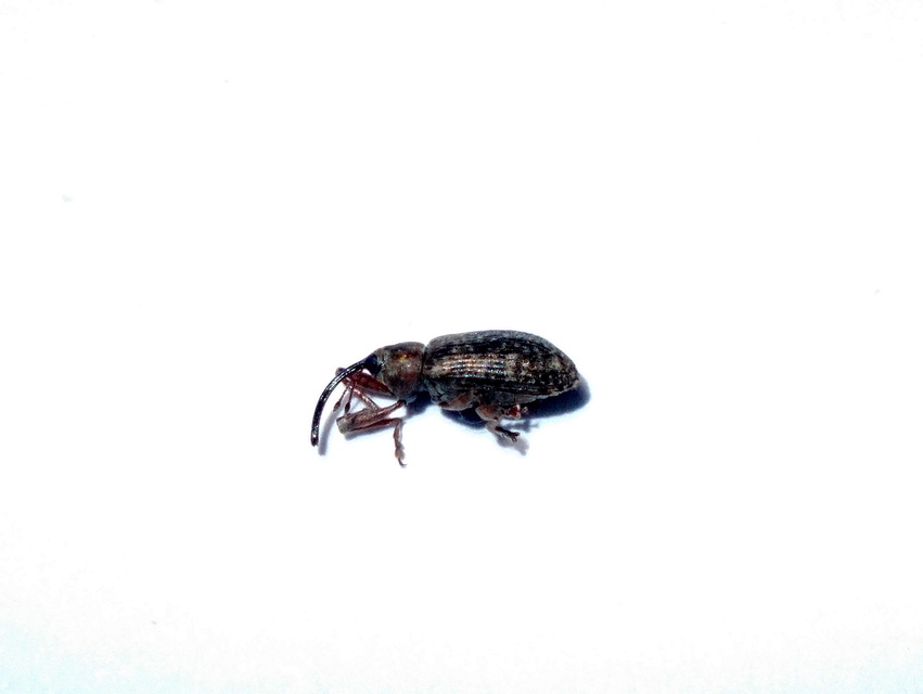 Dorytomus
