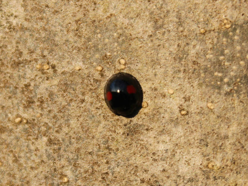 Chilocorus renipustulatus - vesefoltos szerecsenkata