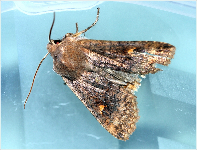 Eupsilia transversa - holdacskás télibagoly