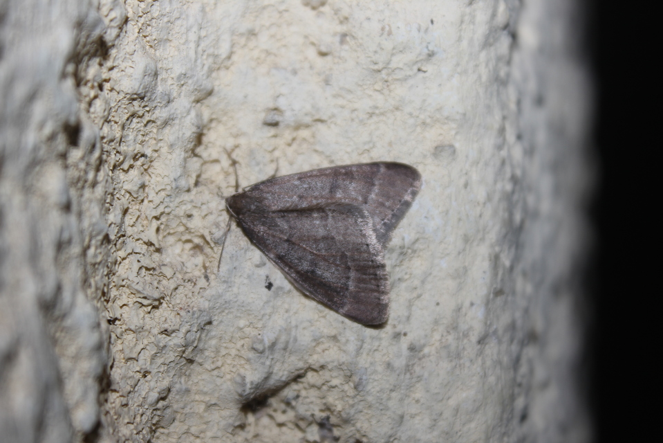 Theria rupicapraria - tavaszi kökényaraszoló