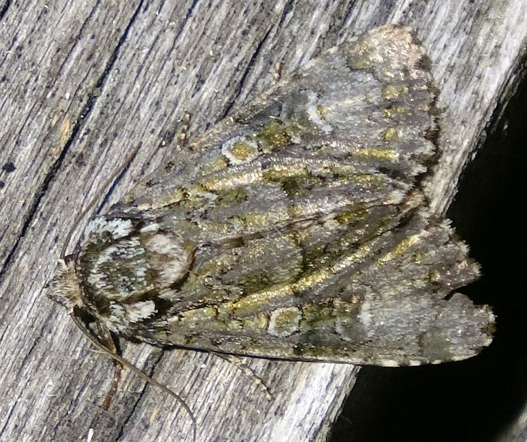 Craniophora ligustri - fagyalbagoly