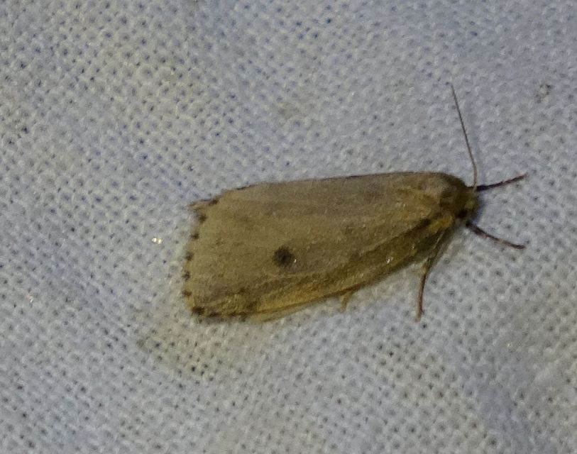 Thumata senex - mocsári medvelepke