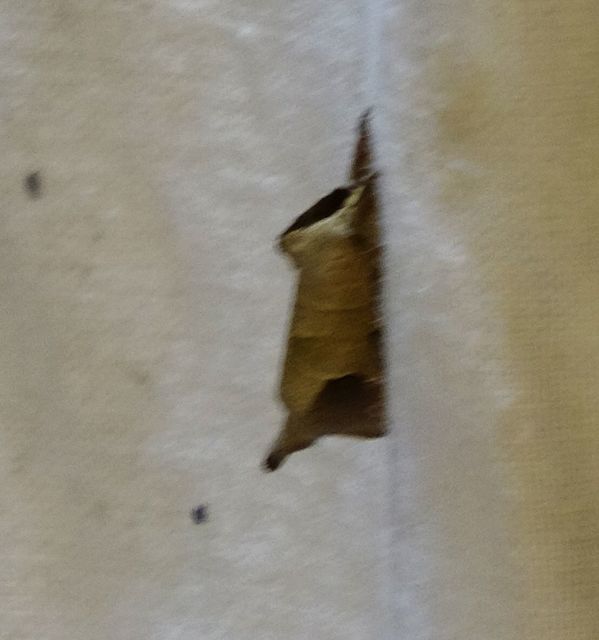Clostera curtula - rövidszárnyú levélszövő