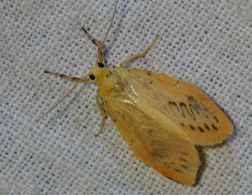 Miltochrista miniata - piros medvelepke