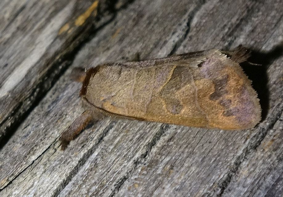 Clostera anastomosis - barna levélszövő