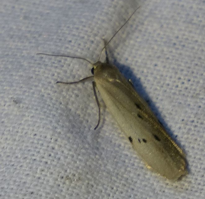 Pelosia muscerda - hamvas zuzmószövő