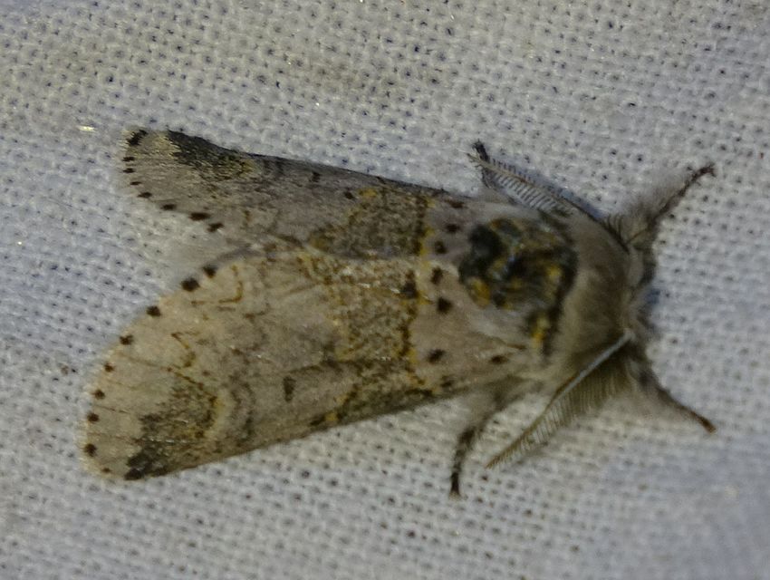 Furcula furcula - szürke púposszövő
