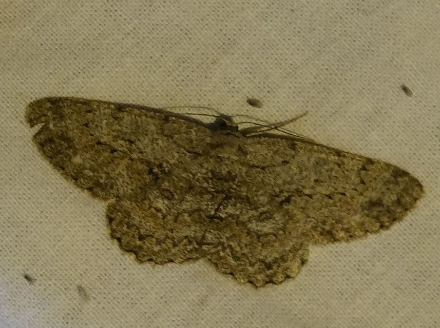 Hypomecis punctinalis - pettyes faaraszoló