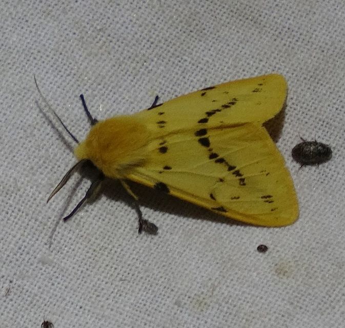Spilarctia lutea - sárgás medvelepke