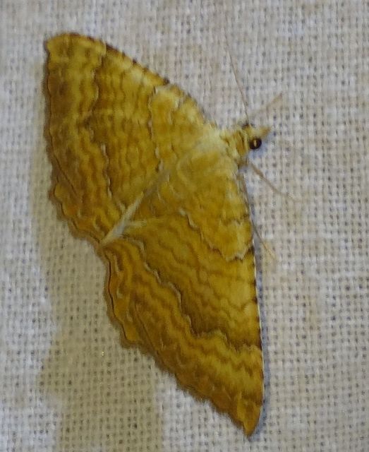 Camptogramma bilineata - kétvonalas sávosaraszoló