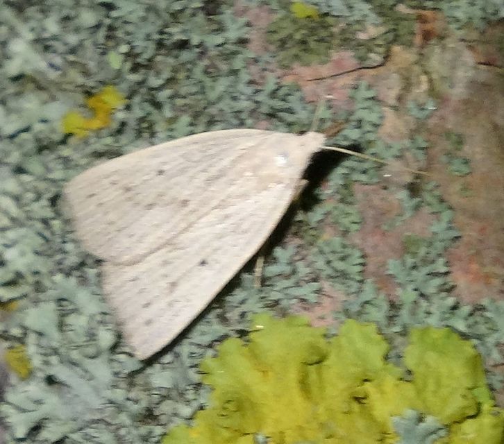 Macrochilo cribrumalis - csontszínű karcsúbagoly