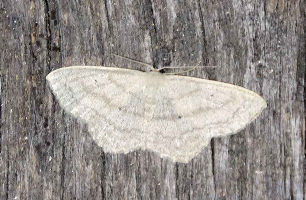 Scopula nigropunctata - feketepettyes araszoló
