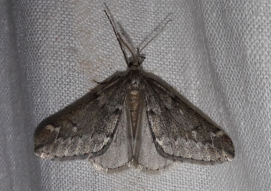 Alsophila aescularia - vadgesztenye-araszoló