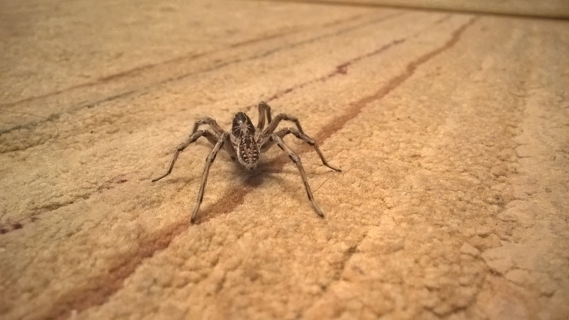 Geolycosa vultuosa - pokoli cselőpók