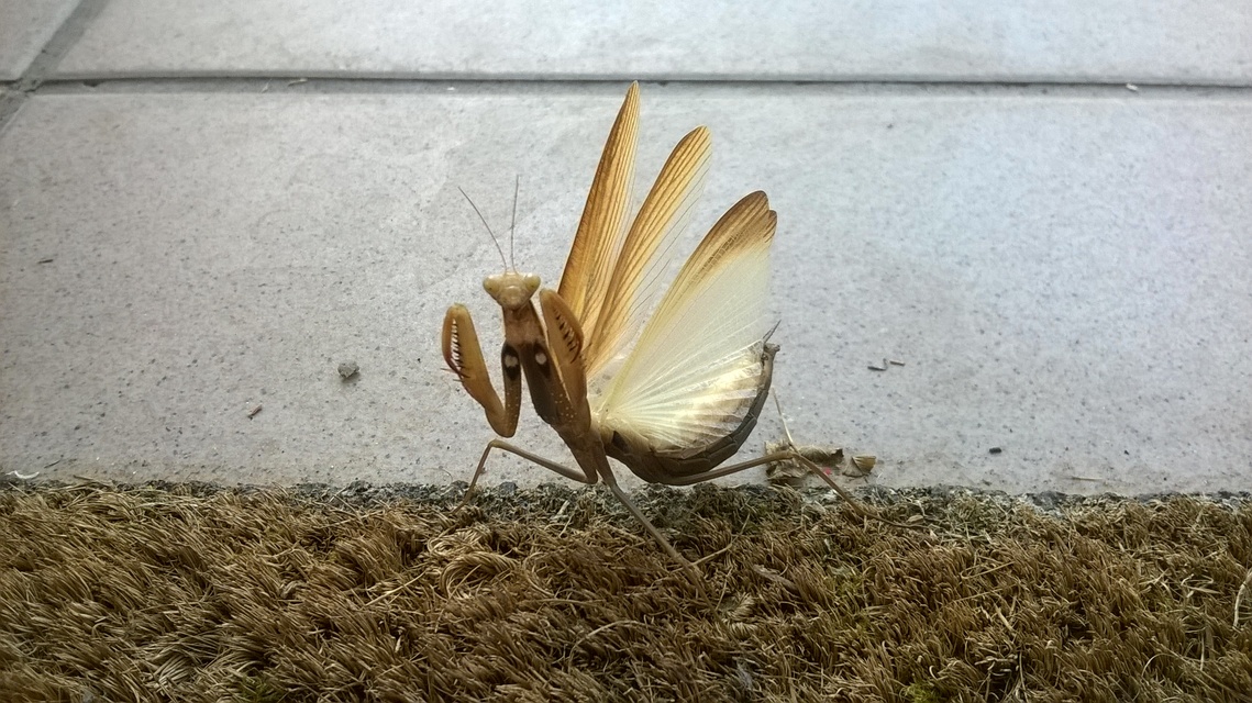 Mantis religiosa - imádkozósáska