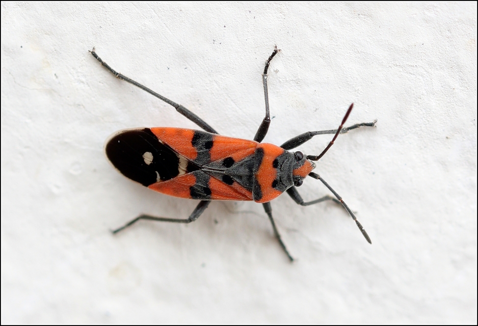 Lygaeus equestris/simulans