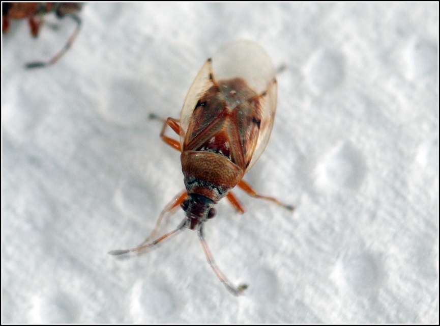 Kleidocerys resedae - nyírbodobács