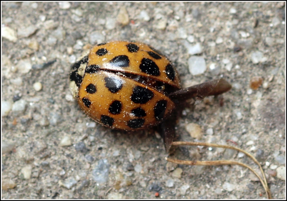 Harmonia axyridis - harlekinkatica