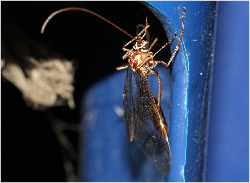 Ophion obscuratus