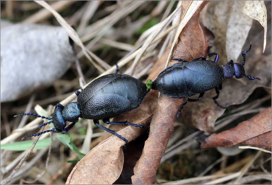 Meloe proscarabaeus - közönséges nünüke