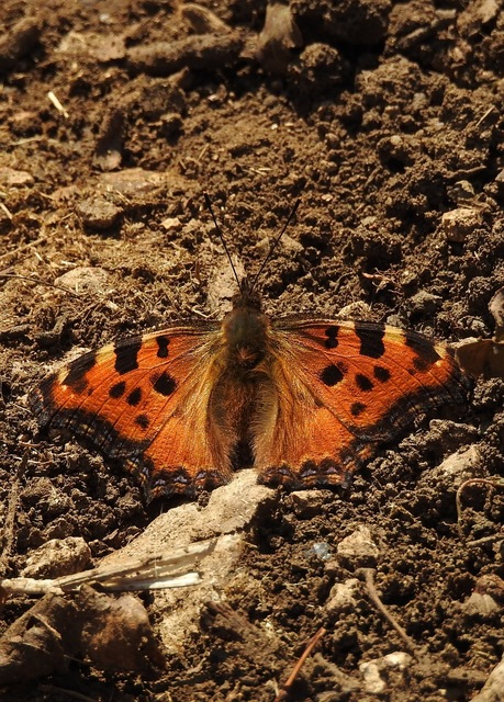 Nymphalis polychloros - nagy rókalepke