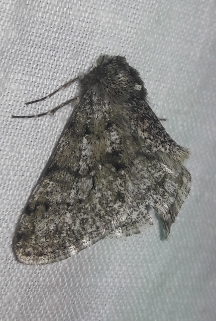 Apocheima pilosaria - zöldes tavasziaraszoló