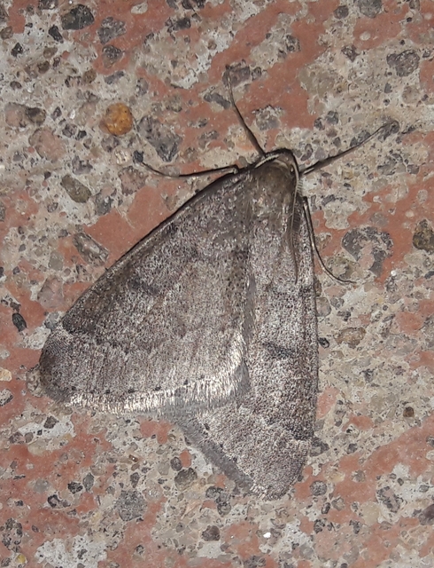 Theria rupicapraria - tavaszi kökényaraszoló