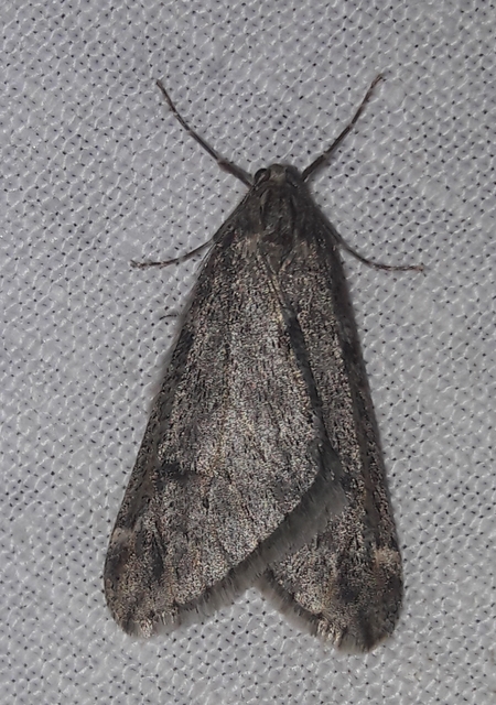 Alsophila aescularia - vadgesztenye-araszoló